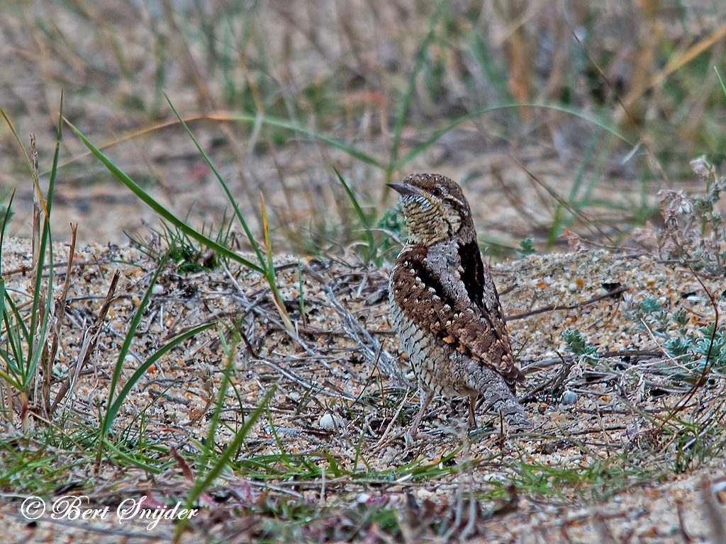 Wryneck Bird Hide BSP3 Portugal