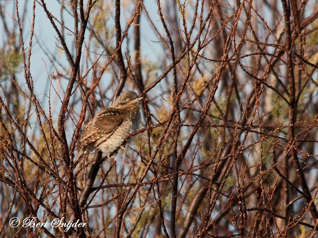 Wryneck Birding Portugal