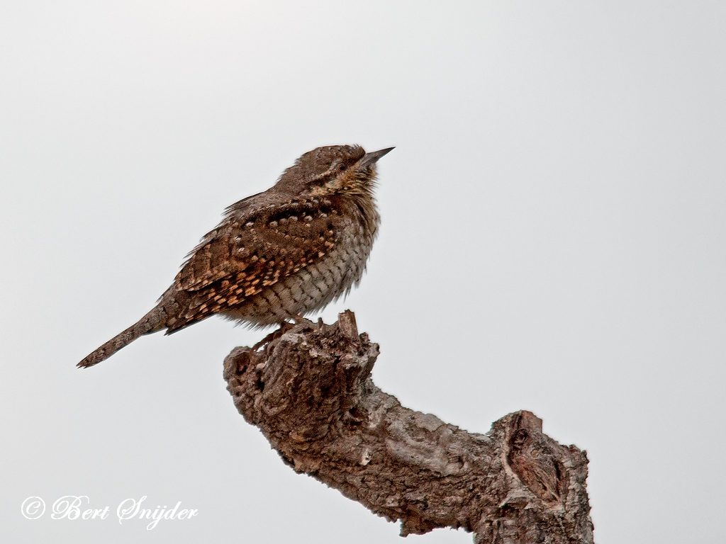 Wryneck Bird Hide BSP3 Portugal