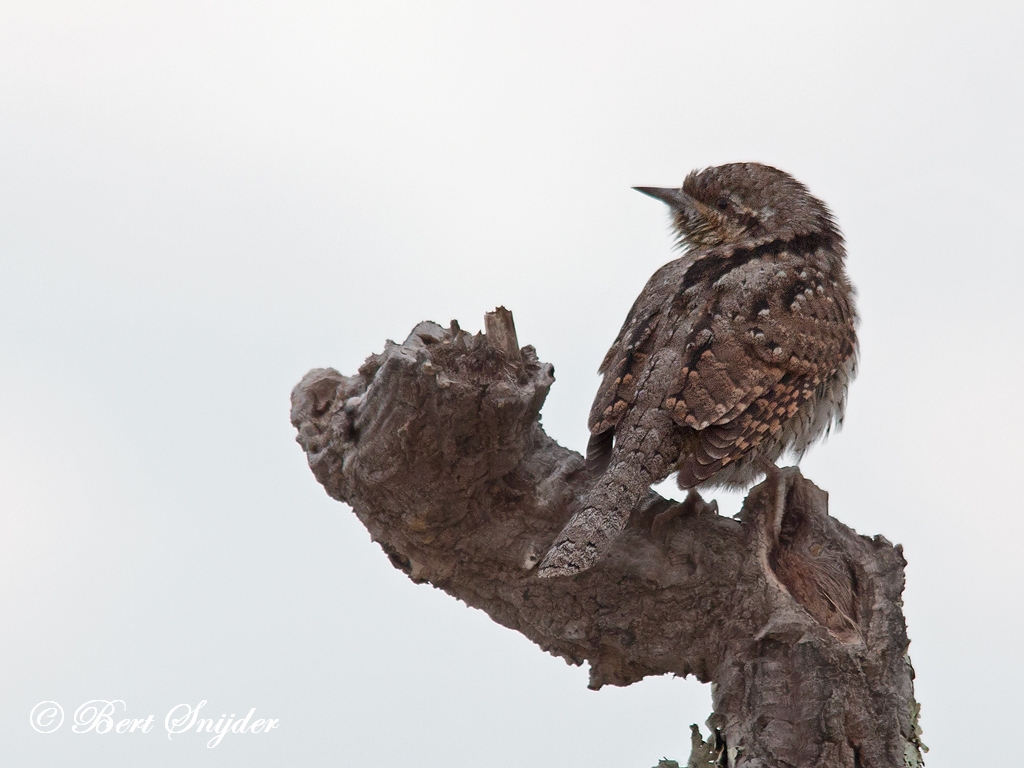 Wryneck Birding Portugal