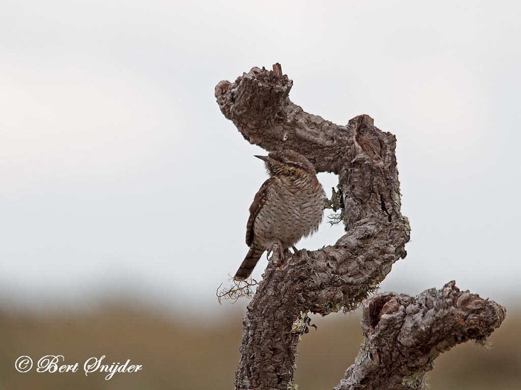 Wryneck Birding Portugal