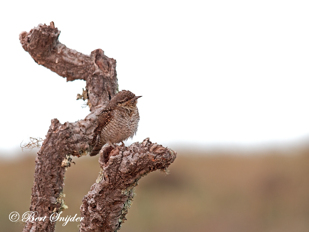 Wryneck Birding Portugal