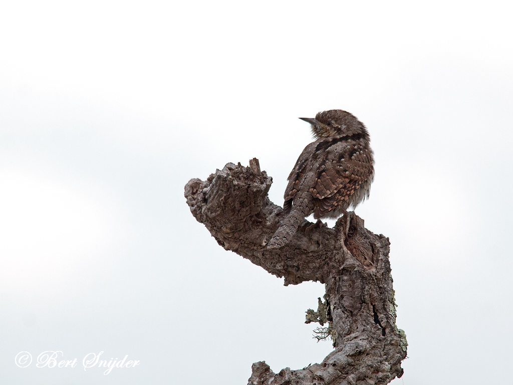 Wryneck Birding Portugal