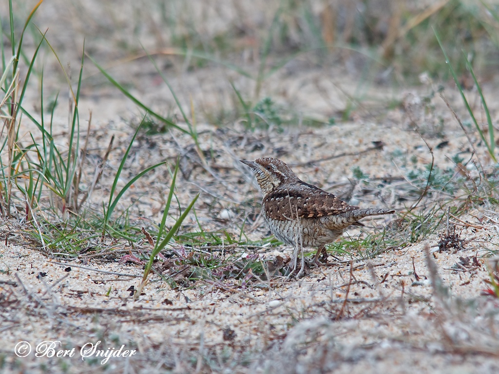 Wryneck Birding Portugal