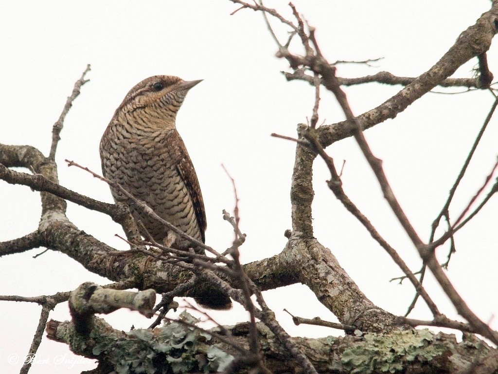 Wryneck Bird Hide BSP1 Portugal