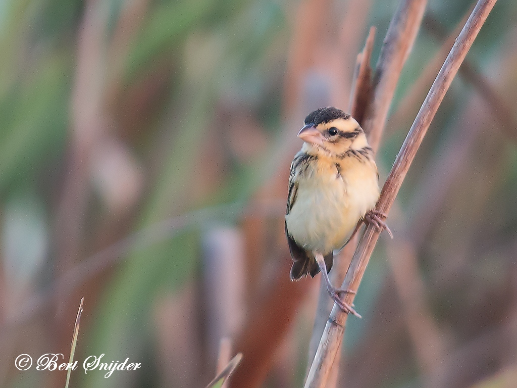 Yellow-crowned Bishop Birding Portugal