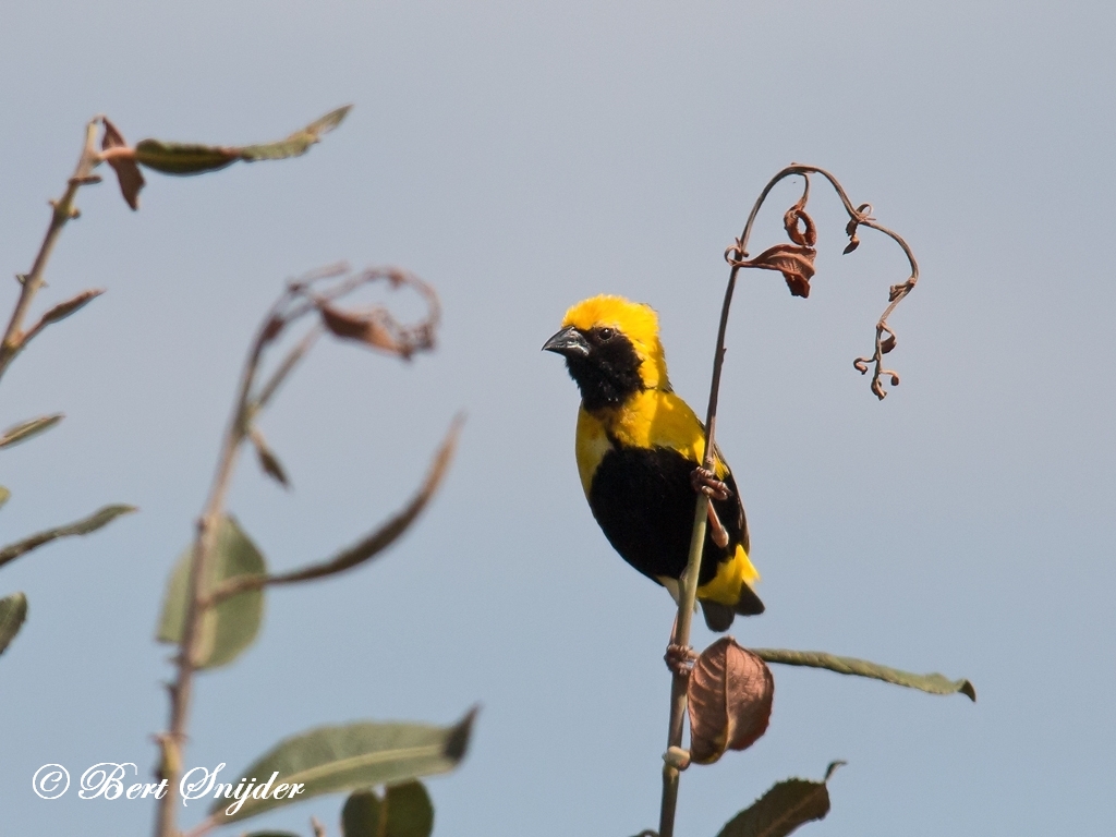 Yellow-crowned Bishop Birding Portugal