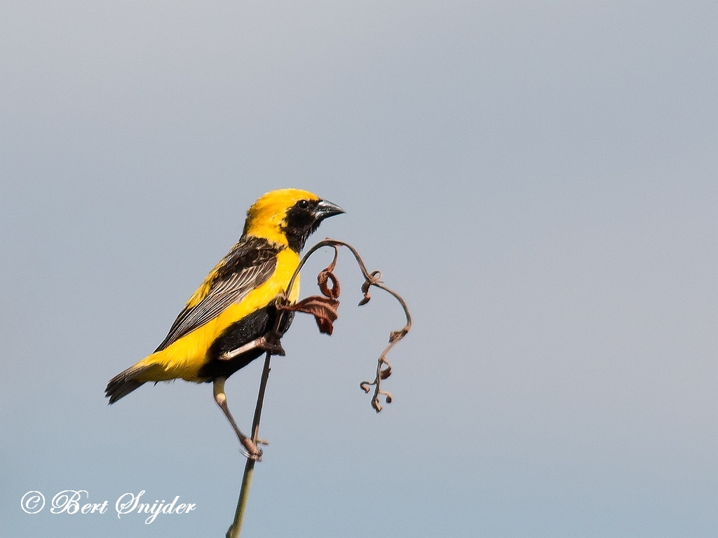 Yellow-crowned Bishop Birding Portugal