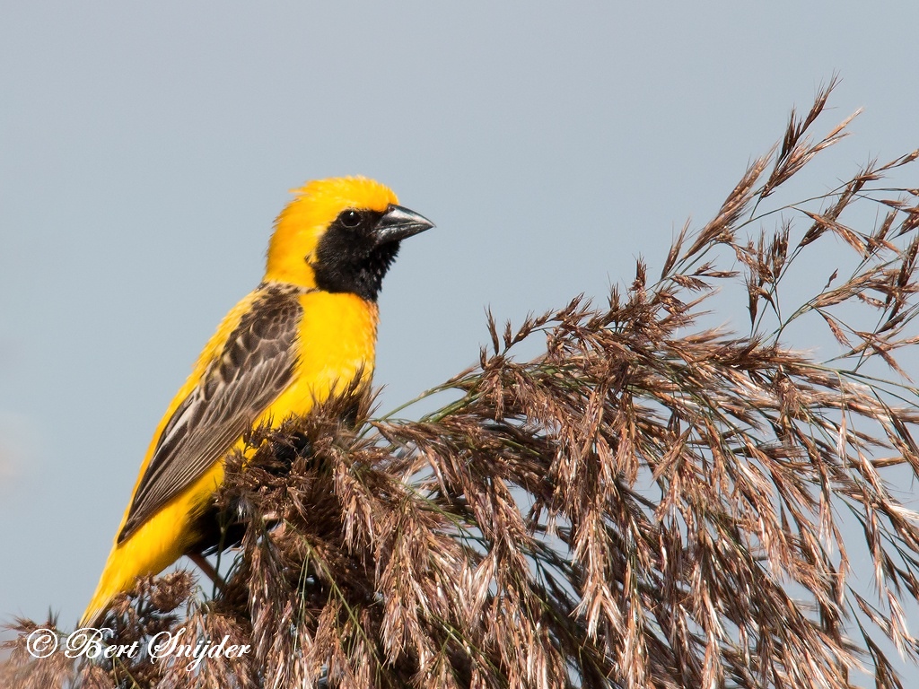 Yellow-crowned Bishop Birding Portugal