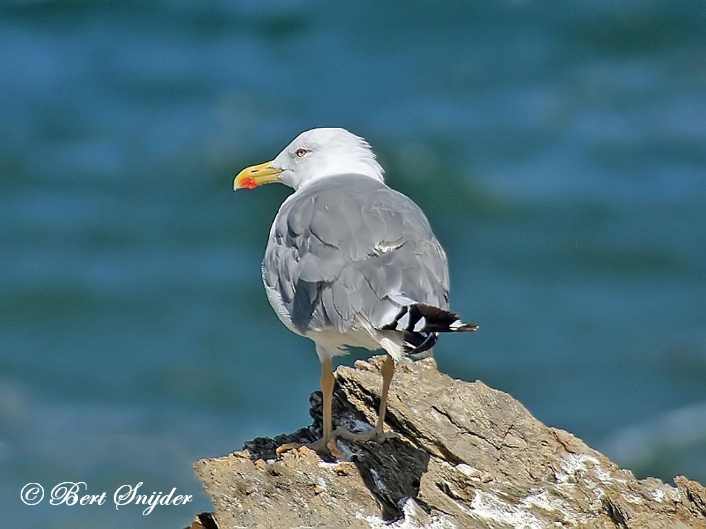 Yellow-legged Gull Birding Portugal