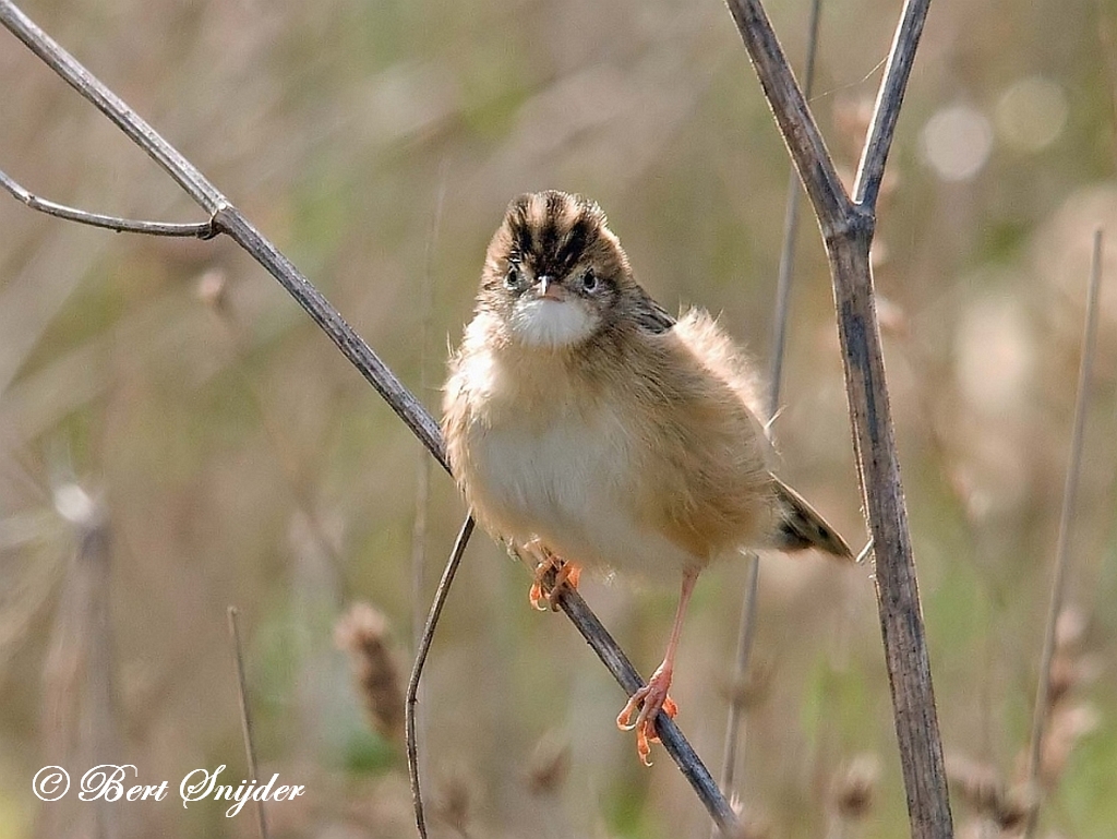 Zitting Cisticola Birding Portugal