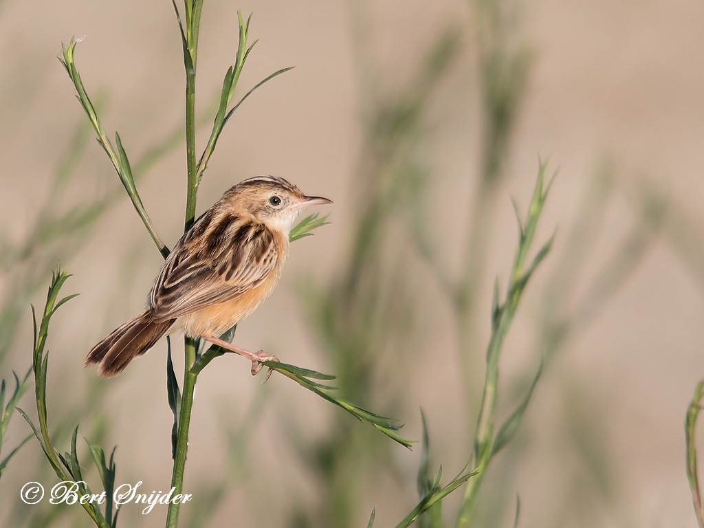 Zitting Cisticola Birding Portugal