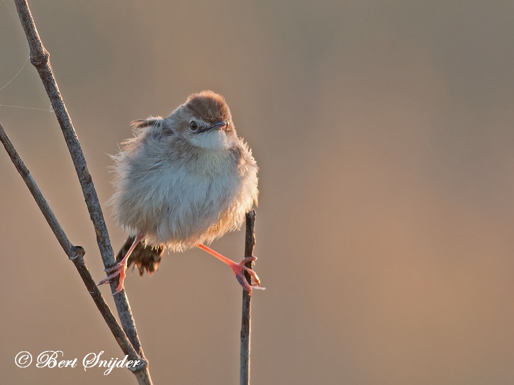 Zitting Cisticola Birding Portugal