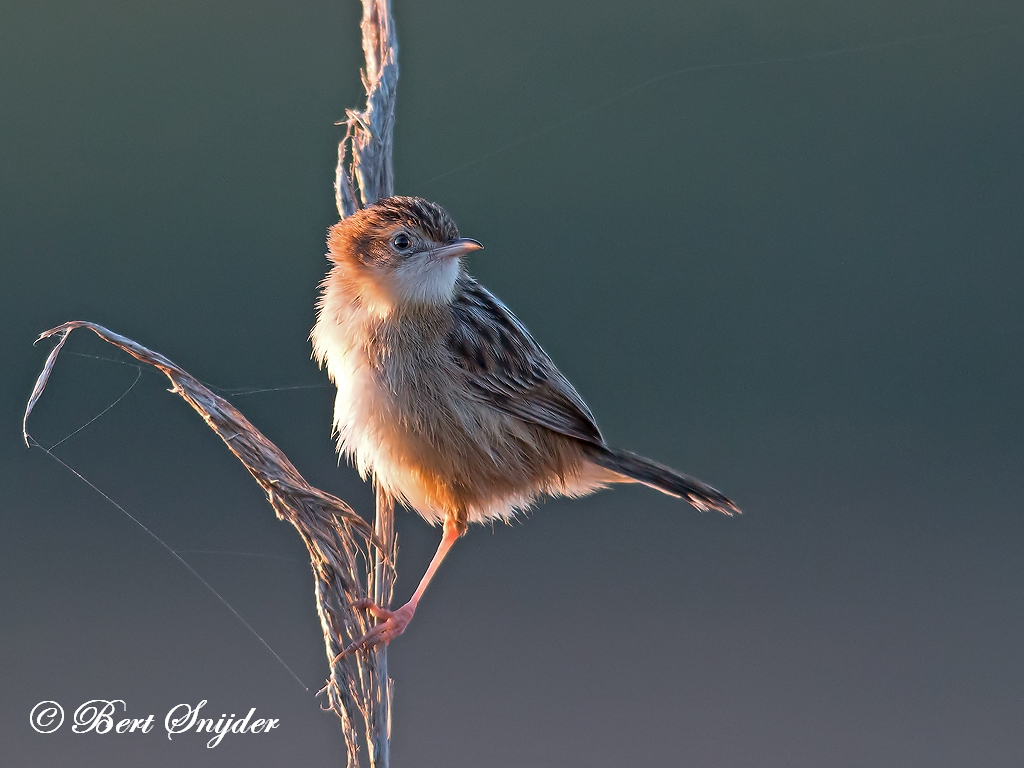 Zitting Cisticola Birding Portugal