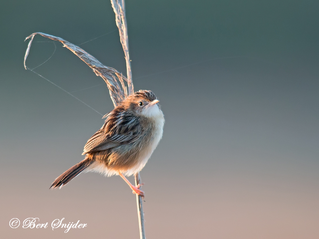 Zitting Cisticola Birding Portugal