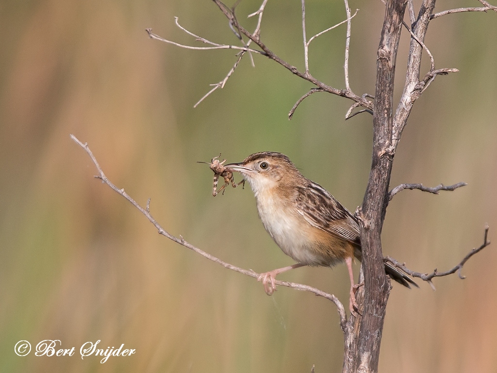 Zitting Cisticola Birding Portugal