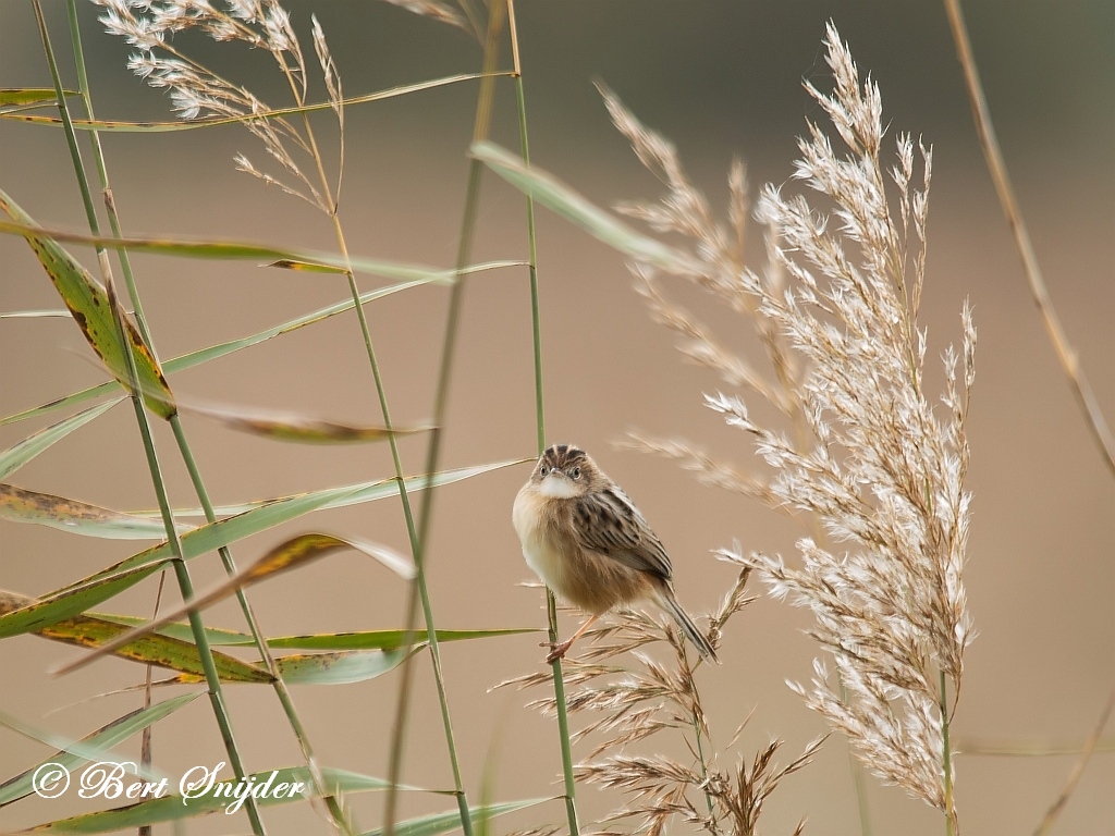 Zitting Cisticola Birding Portugal