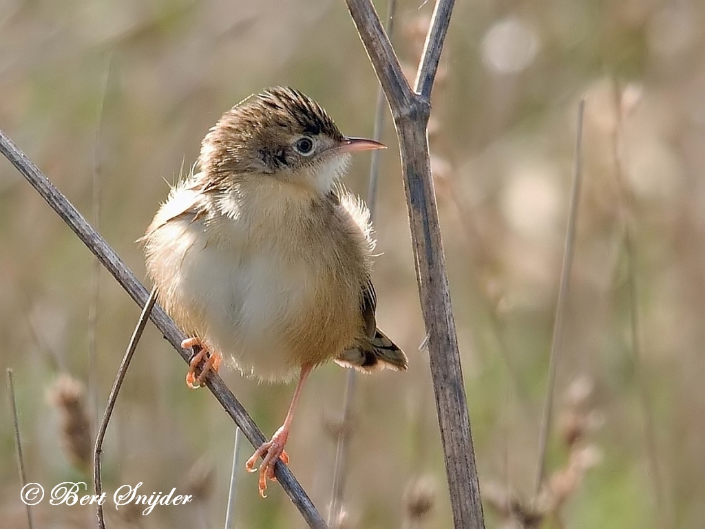 Zitting Cisticola Birding Portugal