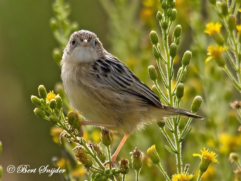 Zitting Cisticola Birding Portugal