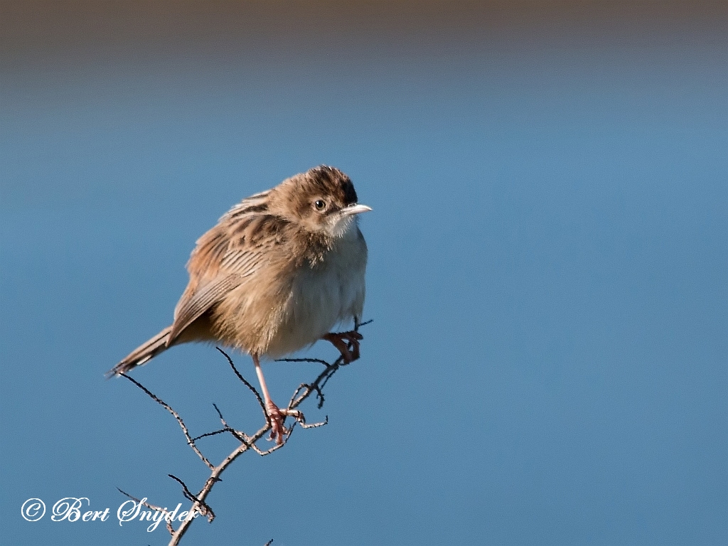 Zitting Cisticola Birding Portugal