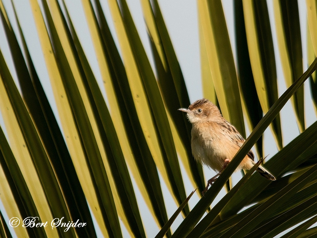 Zitting Cisticola Birding Portugal