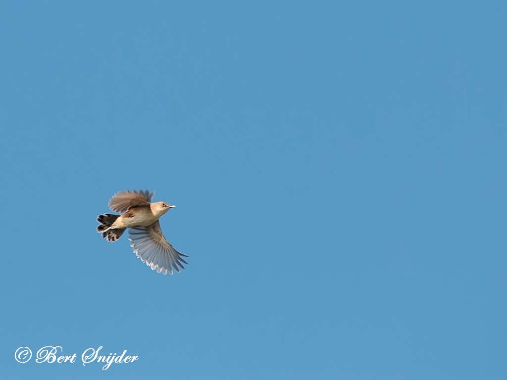 Zitting Cisticola Birding Portugal